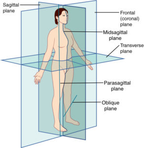 Anatomical Terminology | Anatomy and Physiology I | Study Guides