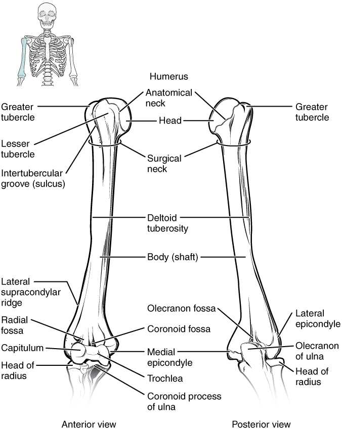 UPPER LIMB ANATOMY  Upper limb anatomy, Anatomy bones, Skeletal system  anatomy