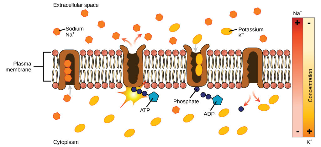 Active Transport Biology I Study Guides