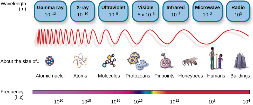 This illustration shows the wavelength, frequency, and size of objects across the electromagnetic spectrum.. At the top, various wavelengths are given in sequence from small to large, with a parallel illustration of a wave with increasing frequency. These are the provided wavelengths, measured in meters: “Gamma ray 10 to the negative twelfth power,” “x-ray 10 to the negative tenth power,” ultraviolet 10 to the negative eighth power,” “visible .5 times 10 to the negative sixth power,” “infrared 10 to the negative fifth power,” microwave 10 to the negative second power,” and “radio 10 cubed.”Another section is labeled “About the size of” and lists from left to right: “Atomic nuclei,” “Atoms,” “Molecules,” “Protozoans,” “Pinpoints,” “Honeybees,” “Humans,” and “Buildings” with an illustration of each . At the bottom is a line labeled “Frequency” with the following measurements in hertz: 10 to the powers of 20, 18, 16, 15, 12, 8, and 4. From left to right the line changes in color from purple to red with the remaining colors of the visible spectrum in between.