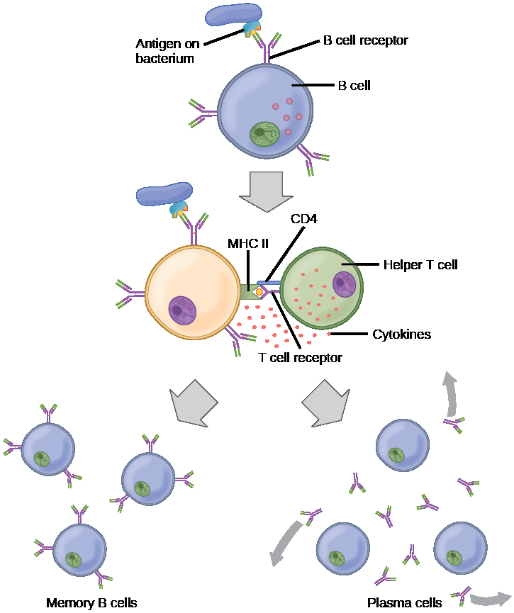 Adaptive Immune Response | OpenStax: Biology | | Course Hero