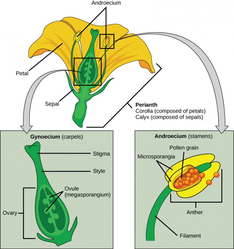 Angiosperms | OpenStax: Biology | | Course Hero