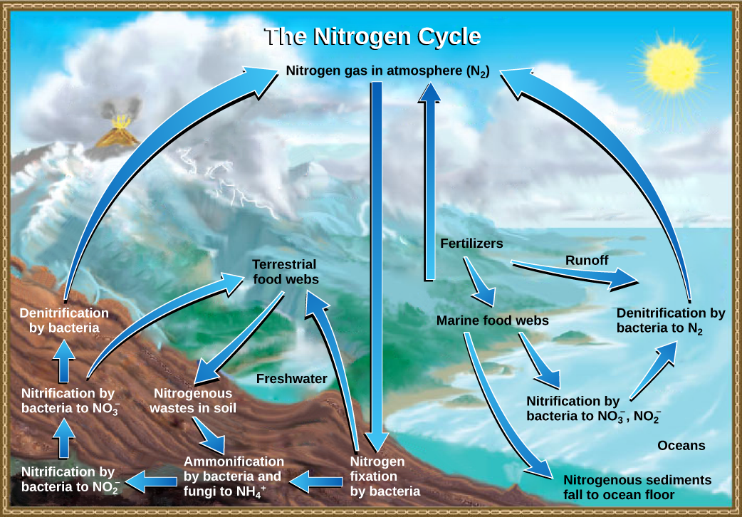  This illustration shows the nitrogen cycle. Nitrogen gas from the atmosphere is fixed into organic nitrogen by nitrogen-fixing bacteria. This organic nitrogen enters terrestrial food webs, and it leaves the food webs as nitrogenous wastes in the soil. Ammonification of this nitrogenous waste by bacteria and fungi in the soil converts the organic nitrogen to ammonium ion (NH4 plus). Ammonium is converted to nitrite (NO2 minus), then to nitrate (NO3 minus) by nitrifying bacteria. Denitrifying bacteria convert the nitrate back into nitrogen gas, which re-enters the atmosphere. Nitrogen from runoff and fertilizers enters the ocean, where it enters marine food webs. Some organic nitrogen falls to the ocean floor as sediment. Other organic nitrogen in the ocean is converted to nitrite and nitrate ions, which is then converted to nitrogen gas in a process analogous to the one that occurs on land.