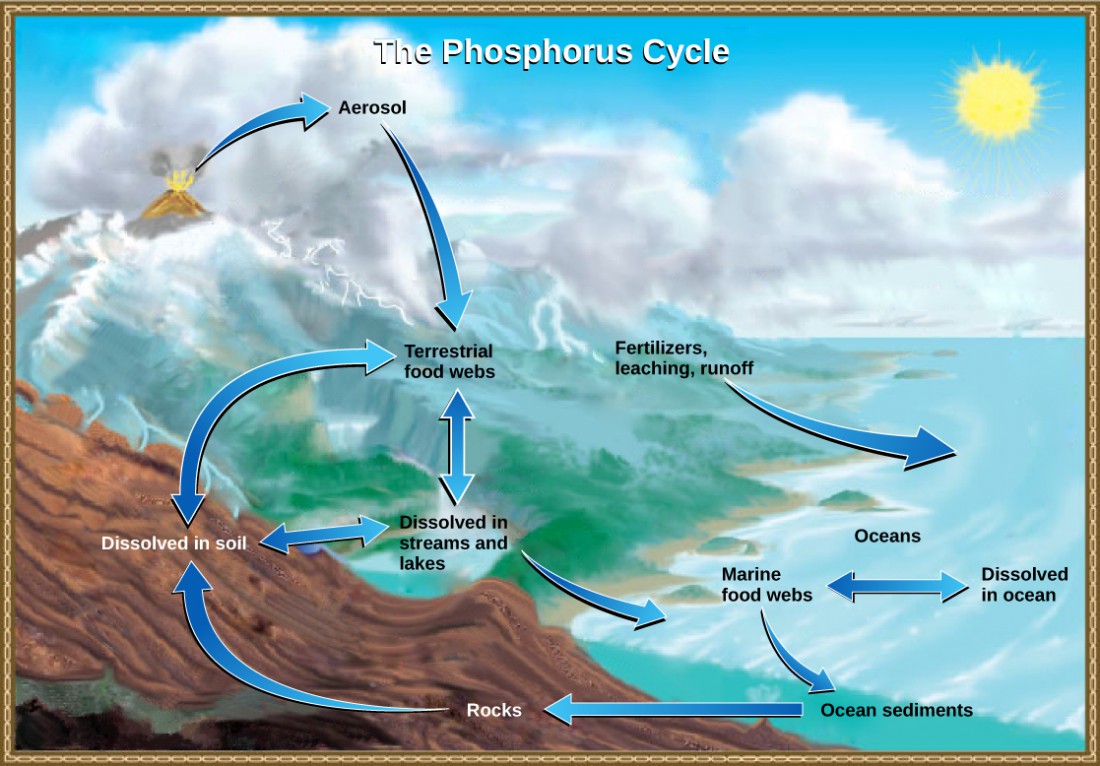 The illustration shows the phosphorus cycle. Phosphate enters the atmosphere from volcanic aerosols. As this aerosol precipitates to Earth, it enters terrestrial food webs. Some of the phosphate from terrestrial food webs dissolves in streams and lakes, and the remainder enters the soil. Another source of phosphate is fertilizers. Phosphate enters the ocean via leaching and runoff, where it becomes dissolved in ocean water or enters marine food webs. Some phosphate falls to the ocean floor where it becomes sediment. If uplifting occurs, this sediment can return to land.