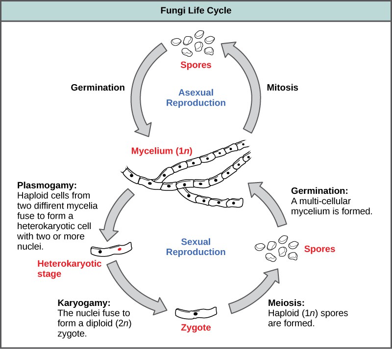 Characteristics Of Fungi Openstax Biology Course Hero 