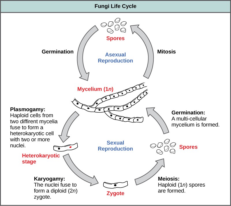 Characteristics Of Fungi Openstax Biology Course Hero 6752