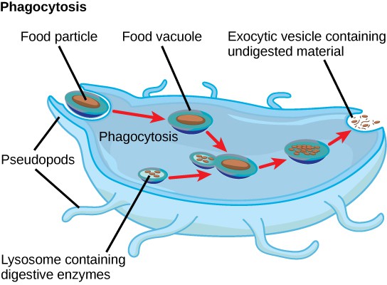 Characteristics Of Protists Openstax Biology Course Hero