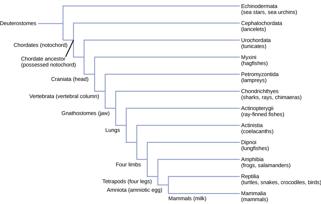 Chordates | OpenStax: Biology | | Course Hero