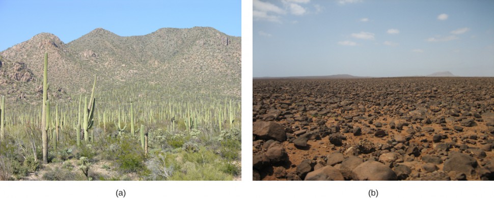  Photo (a) shows saguaro cacti that look like telephone poles with arms extended from them. Photo (b) shows a barren plain of red soil littered with rocks.