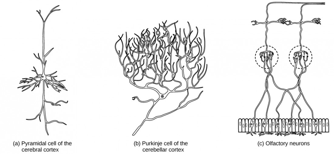 Figure 35.3 Which of the following statements is false? The soma is the  cell body of a nerve cell. Myelin sheath provides an insulating layer to the  dendrites. Axons carry the signal