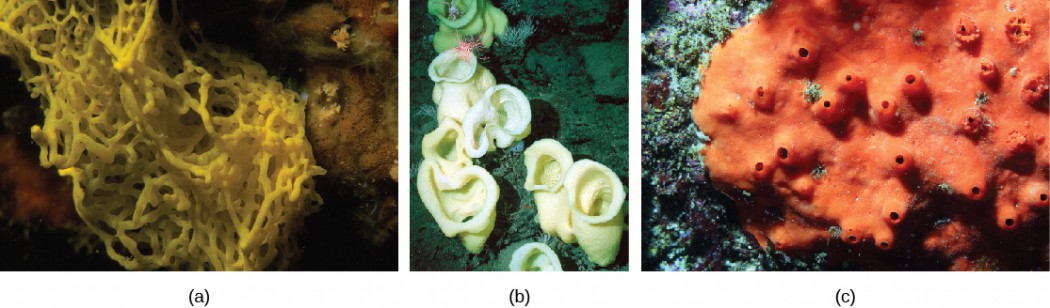 Phylum Porifera Openstax Biology Course Hero