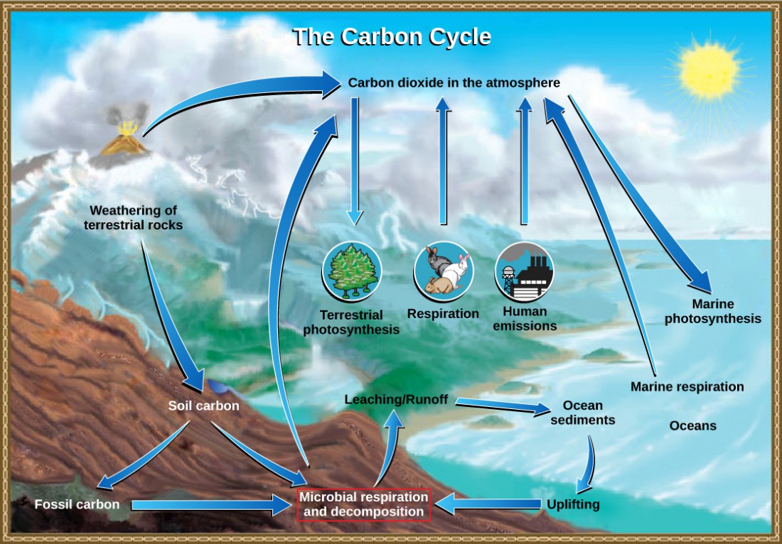 Prokaryotic Metabolism | OpenStax: Biology | | Course Hero