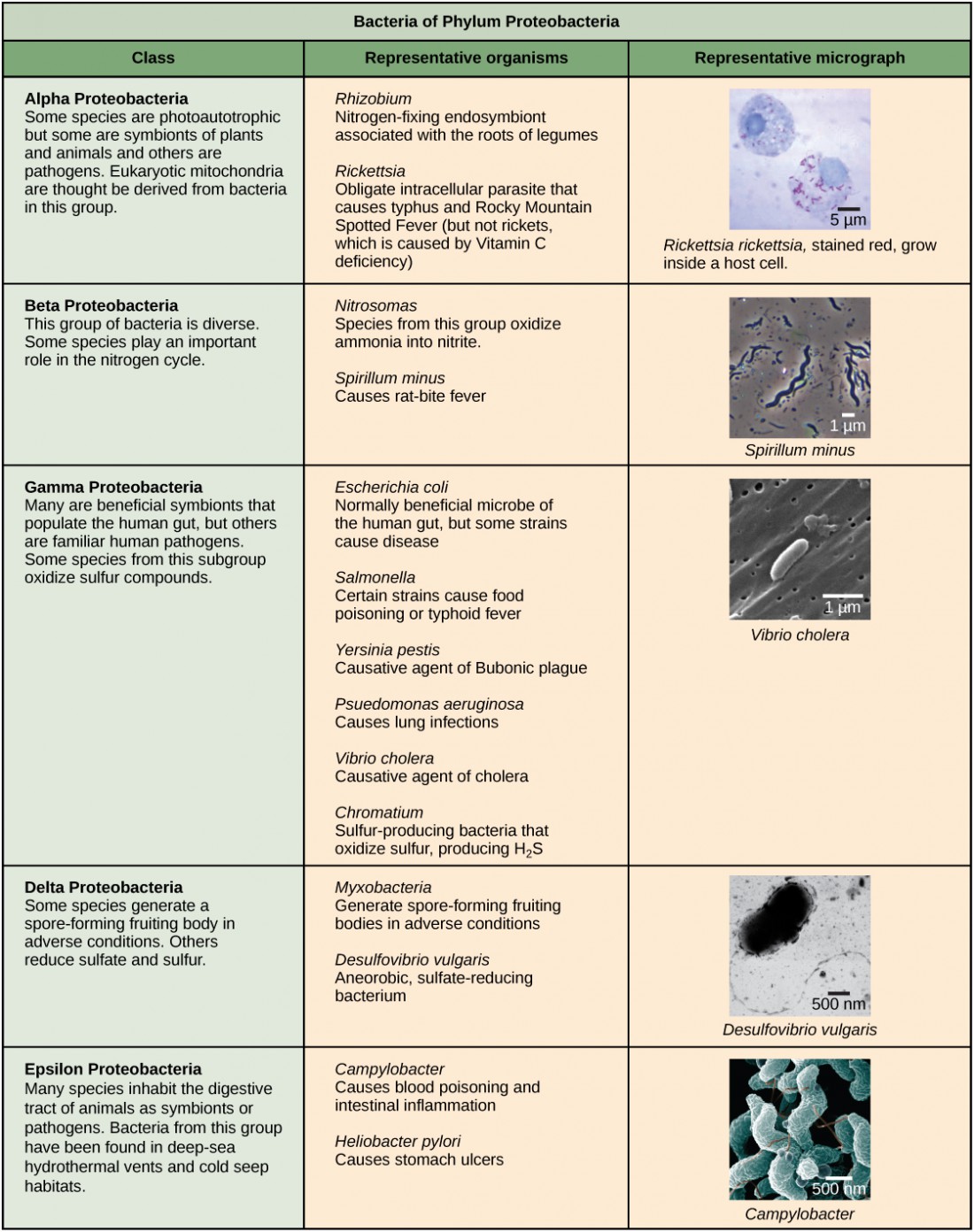 Structure of Prokaryotes | OpenStax: Biology | Study Guides