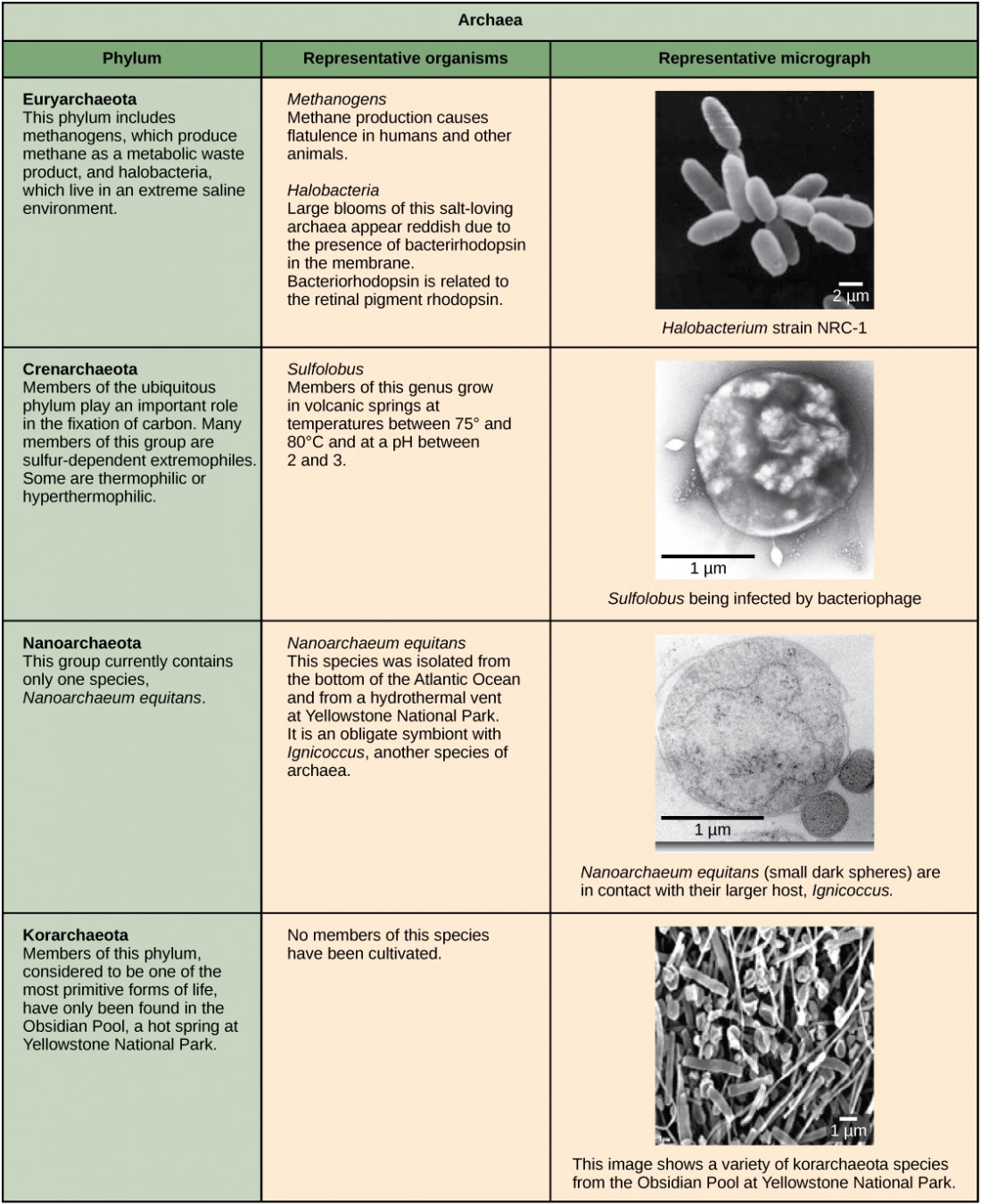 Structure of Prokaryotes | OpenStax: Biology | Study Guides