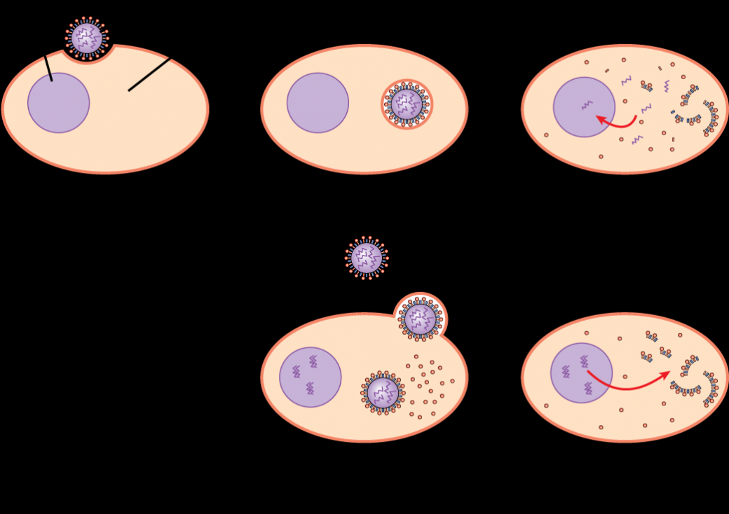 Virus Infections and Hosts | OpenStax: Biology | | Course Hero