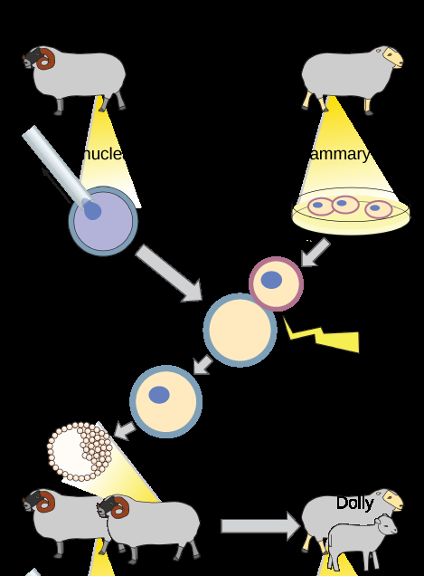 Cloning And Genetic Engineering Openstax Concepts Of Biology