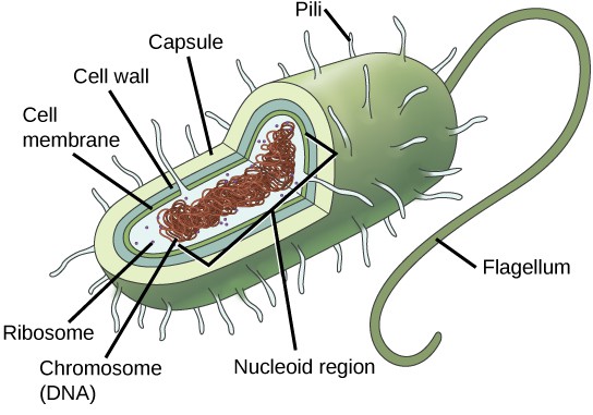 Comparing Prokaryotic And Eukaryotic Cells Openstax Concepts Of