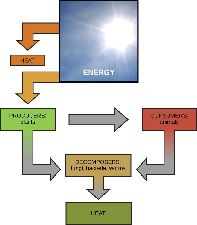 energy-and-metabolism-openstax-concepts-of-biology-course-hero