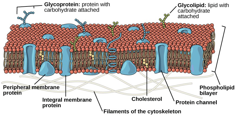 The Cell Membrane | OpenStax: Concepts of Biology | Study Guides