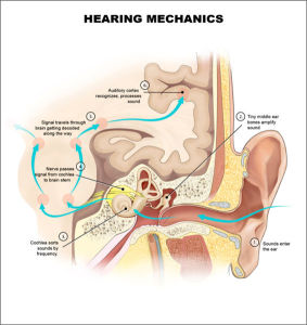 Diagram of the hearing process. 1, Sounds enter the ear. 2, tiny middle ear bones amplify sound. 3, cochlea sorts sounds by frequency. 4, Nerve passes signal from cochlea to brain stem. 5, Signal travels through brain getting decoded along the way. 6, Auditory cortex recognizes, processes sound.