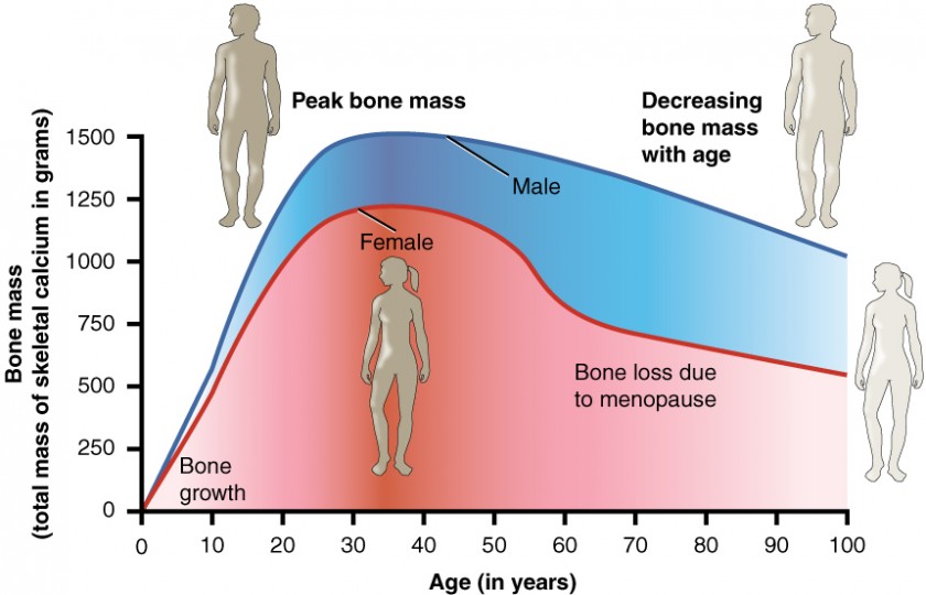 exercise-nutrition-hormones-and-bone-tissue-anatomy-and-physiology