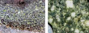 Figure 3.15 Porphyritic textures: volcanic porphyry (left – olivine crystals in Hawaiian basalt) and intrusive porphyry (right) [SE]