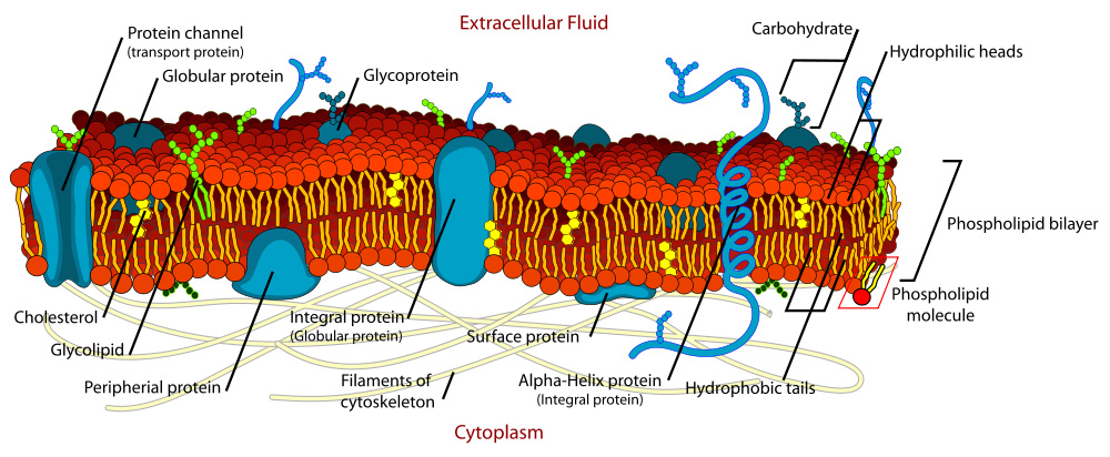 A detailed diagram of a cell membrane is shown with parts labeled as Protein channel, Globular protein, Glycoprotein, Carbohydrate, Hydrophilic heads, Phospholipid bilayer , Phospholipid molecule, Hydrophobic tails, Alpha-Helix protein, Surface protein, Filaments of cytoskeleton, Integral protein, Peripheral protein, Glycolipid, and Cholesterol.