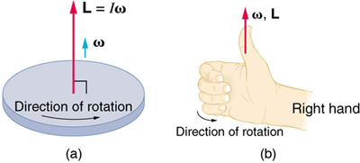 In figure a, a disk is rotating in counter clockwise direction. The direction of the angular momentum is shown as an upward vector at the centre of the disk. The vector is labeled as L is equal to I-omega. In figure b, a right hand is shown. The fingers are curled in the direction of rotation and the thumb is pointed vertically upward in the direction of angular velocity and angular momentum.