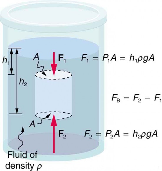 A cylinder of cross-sectional area A experiences an upward force F sub 2 on the bottom of the cylinder and a downward force F sub 1 on its top. Buoyant force is due to the difference between the upward force on the bottom of the cylinder and the downward force on its top.