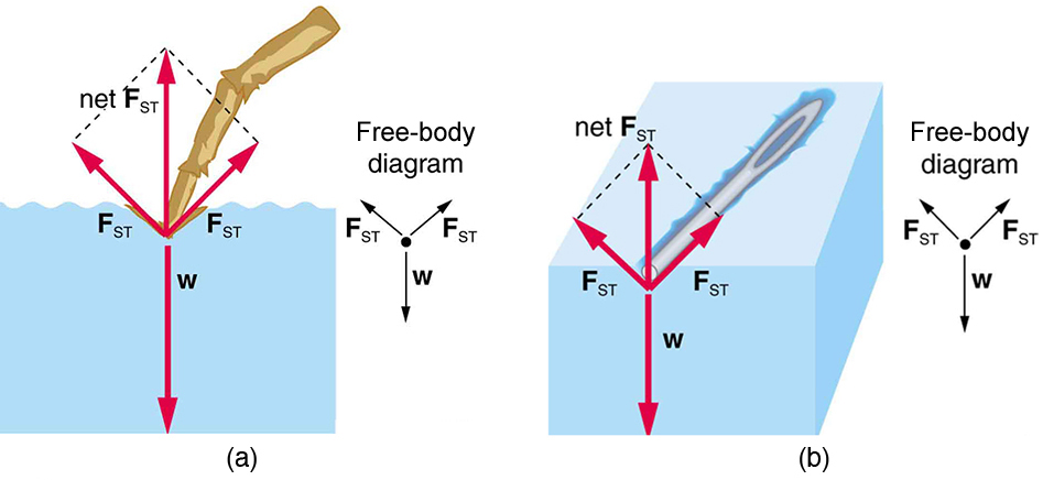 A leg of an insect resting on the water surface is shown in the first figure. In the second figure an iron needle rests on the surface of water without sinking. Both are possible due to the tension on the surface of the liquid.