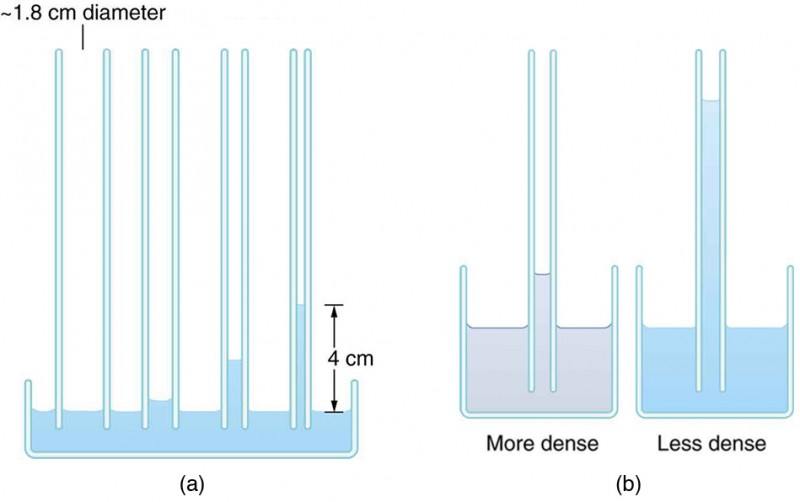 The left image shows liquid in a container with four tubes of progressively smaller diameter inserted into the liquid. The liquid rises higher in the smaller-diameter tubes. The right image shows two containers, one holding a dense liquid and the other holding a less-dense liquid. Identical tubes are inserted into each liquid. The less-dense liquid rises higher in its tube than the more-dense liquid does in its tube.