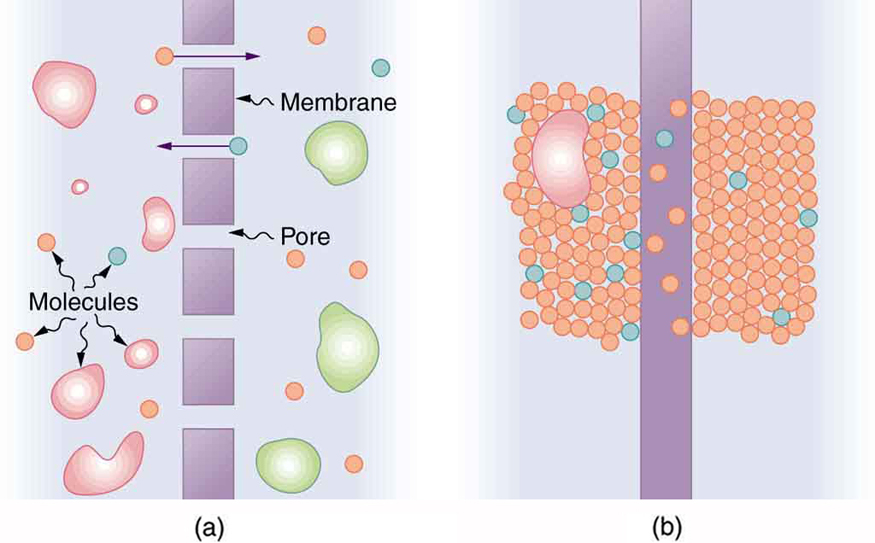 Part a of the figure shows a semi permeable membrane shown as small rectangular sections in a vertical line, separated by small gaps called as pores. Molecules are shown in all shapes on both the sides of the membranes. Some molecules are shown to diffuse through the pores. Part b of the diagram shows molecules in the form of small spheres packed on both sides of a single vertical rectangular membrane. Some molecules are shown to dissolve in this membrane and diffuse across it.