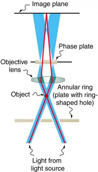 The schematic shows two beams of light going up from the bottom of the image and crossing at a point labeled object. After passing through the object, the beams diverge and then are focused by a convex lens. The light passes through a plate called the phase plate, and the beams then focus on the image plane. The background light diverges after passing through the phase plate so that it spreads away from the primary light beam on the image plane.
