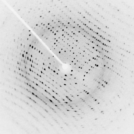 An x ray diffraction image, which resembles a structured array of small black dots on a white background. A white arm extends from the top left to the center of the image, where there is a small white disk. This white disk is the shadow of the beam block, which blocks the part of the incident x ray beam that was not diffracted by the crystal.