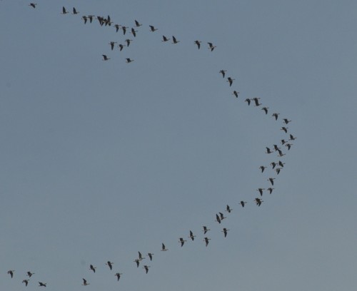 Geese flying across the sky in a V formation.