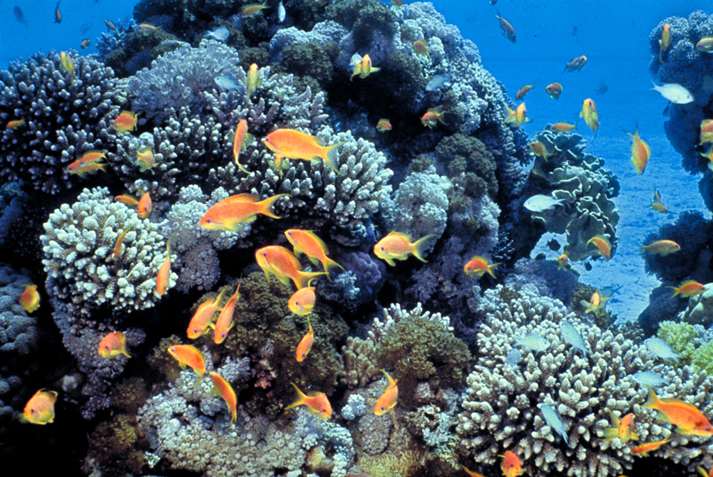 A photo showing many orange and pale blue colored fish, swimming over a coral reef in the blue waters of the Gulf of Eilat.