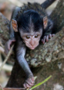 baby monkey