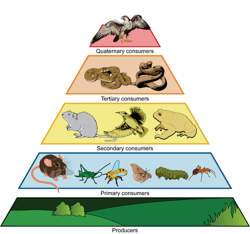 Ecosystems | Earth Science | | Course Hero