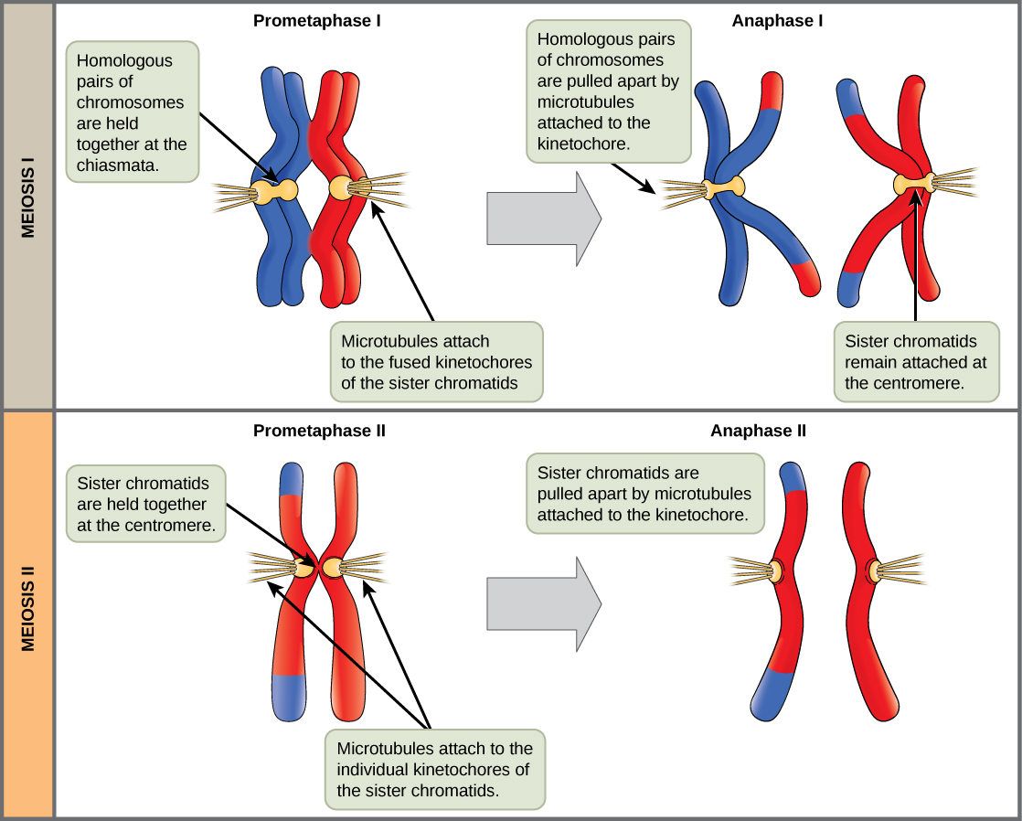 the-process-of-meiosis-biology-i-course-hero