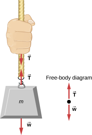 Figure shows mass m hanging from a rope. Two arrows of equal length, both labeled T are shown along the rope, one pointing up and the other pointing down. An arrow labeled w points down. A free body diagram shows T pointing up and w pointing down.