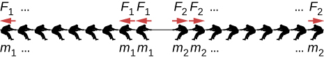 Figure shows two teams of nine members each pulling on a rope form either side. Each member of the team on the left has mass m1 and applies force F1. Each member of the team on the right has mass m2 and applies force F2.