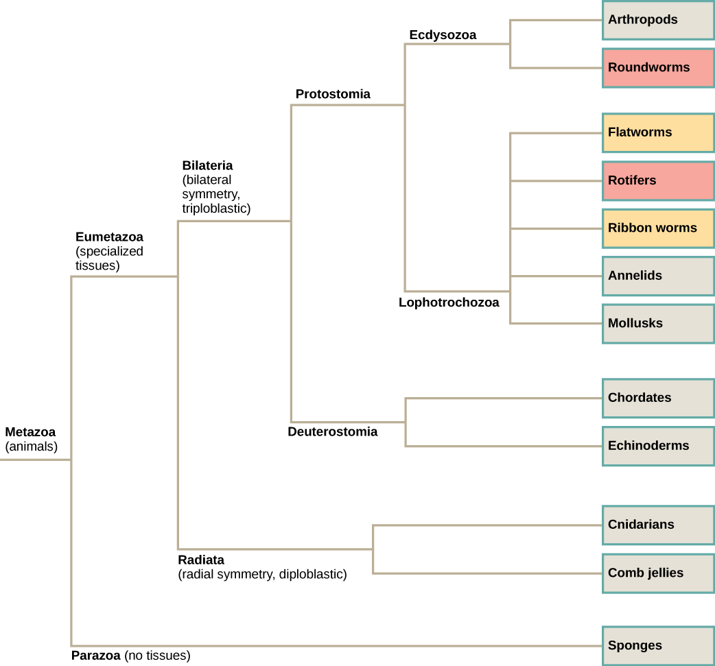 Chapter 15. Diversity of Animals | Concepts of Biology | Study Guides