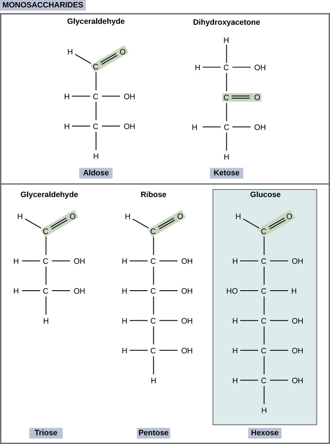 File:Stearic acid shorthand formula.PNG - Wikimedia Commons