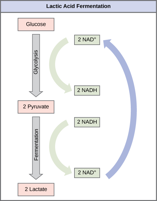 A graphic shows glucose undergoing glycolysis to become two pyruvate molecules, which then undergo fermentation to become two lactate molecules. During glycolysis, two NAD+ are converted into two high-energy NADH molecules, but during fermentation, these two NADH molecules are reoxidized to become two NAD+ again. NAD+ can then be used in glycolysis.