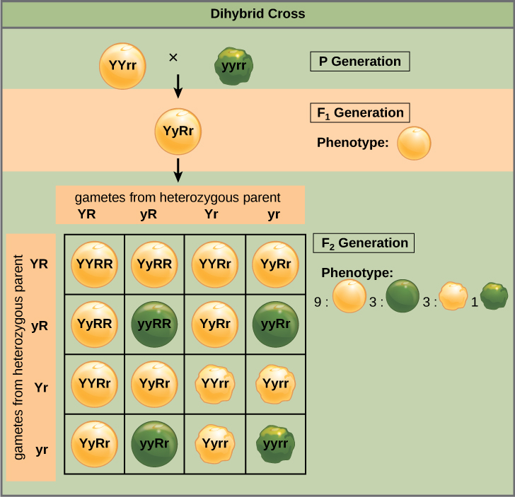 Laws Of Inheritance Bio General Biology I Study Guides