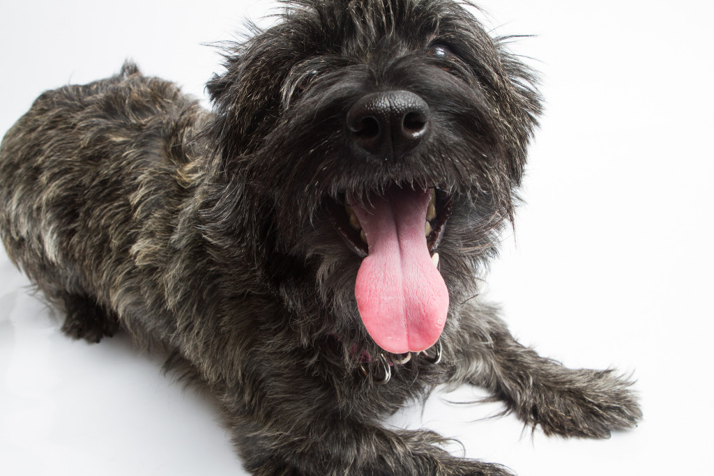 Scottish terrier mix dog with tongue hanging out.