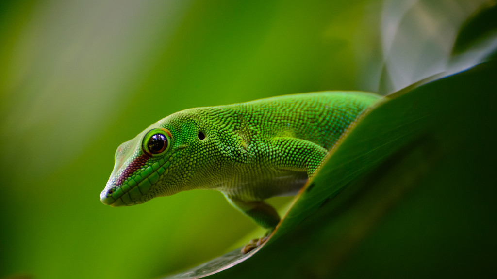 Close-up view of a gecko.