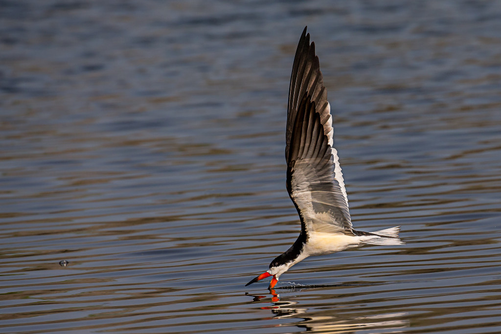 A bird flying close to water and dipping its bright beak in the water.