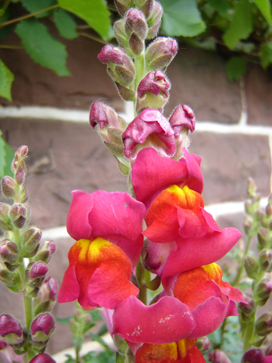 Photo is of a snapdragon with a pink flower.