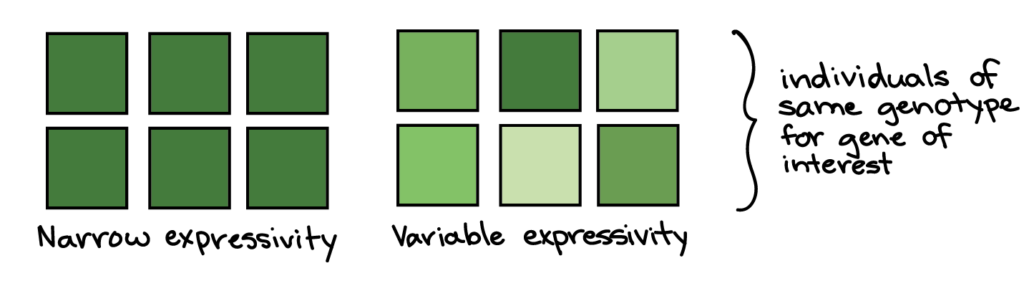  Narrow expressivity: all six squares are dark green. Variable expressivity: the six squares are various shades of green. The squares in each example are intended to represent individuals of the same genotype for the gene of interest.